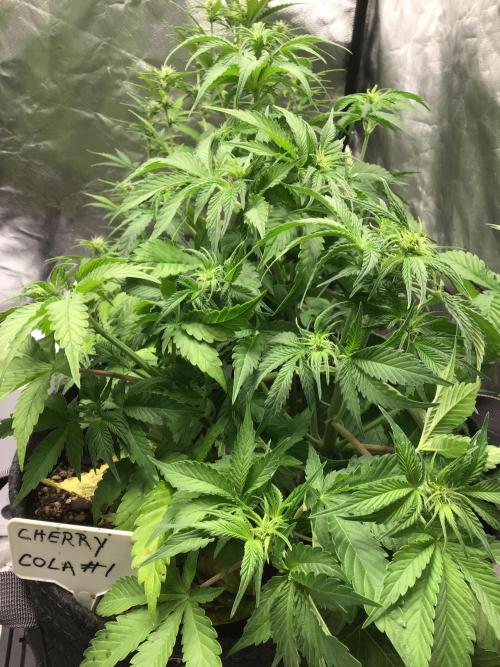 CHERRY COLA #1. Week 7