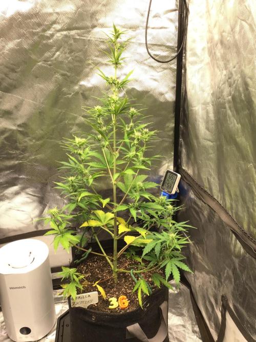 GORILLA ZKITTLES. Week 7