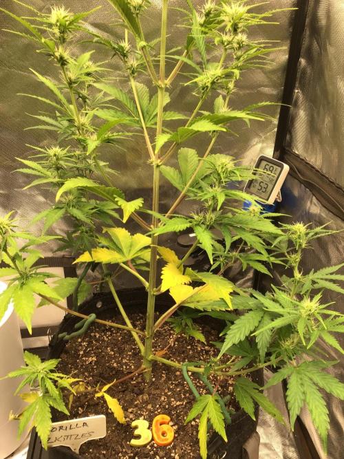 GORILLA ZKITTLES. Week 7