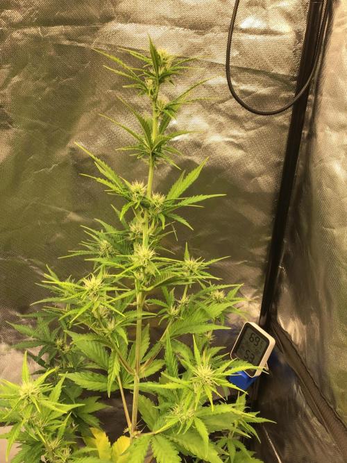 GORILLA ZKITTLES. Week 7