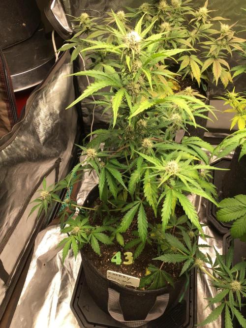 CHERRY COLA #2. Week 8