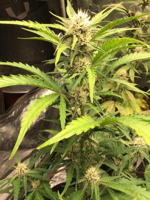 CHERRY COLA #2. Week 8