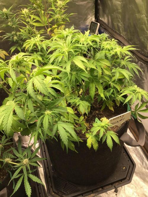 CHERRY COLA #1. Week 8