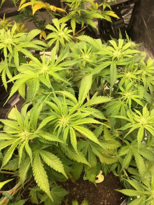 CHERRY COLA #1. Week 8