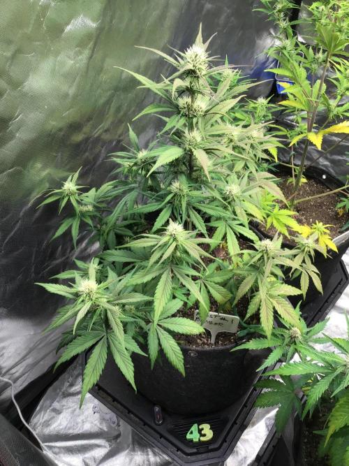 FROST BANGER #1. Week 8