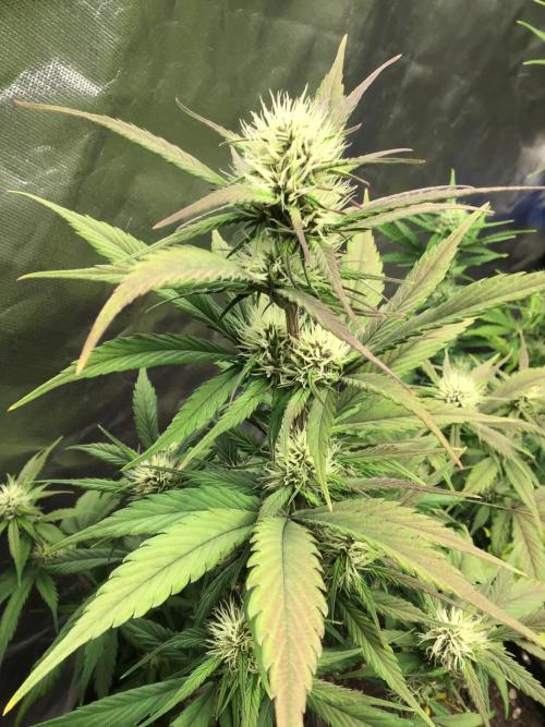 FROST BANGER #1. Week 8
