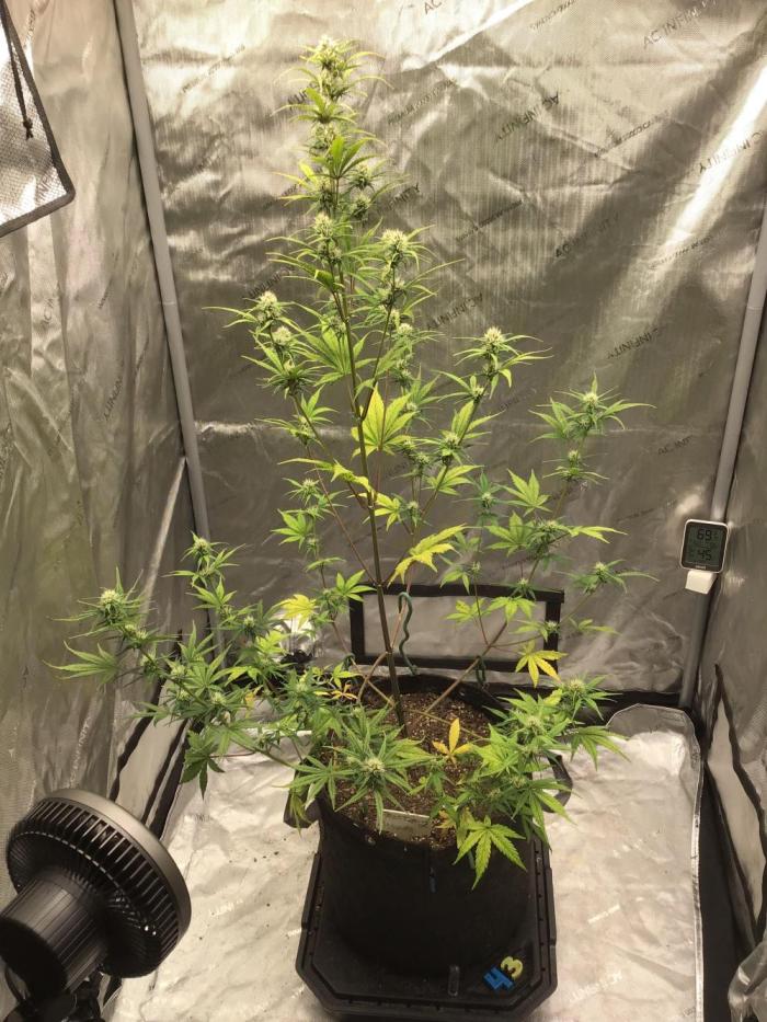 FROST BANGER #2. Week 8