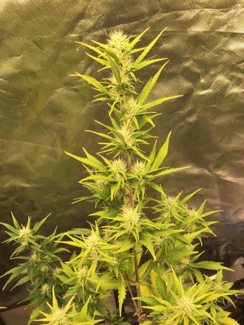 GORILLA ZKITTLES. Week 8