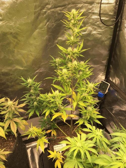 GORILLA ZKITTLES. Week 8