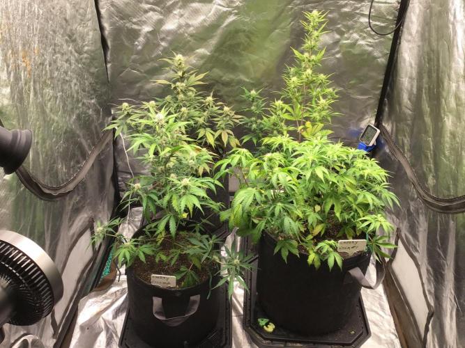 GORILLA ZKITTLES. Week 8