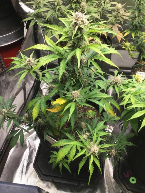 CHERRY COLA #2. Week 9