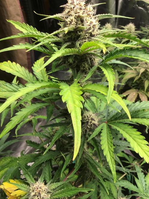 CHERRY COLA #2. Week 9