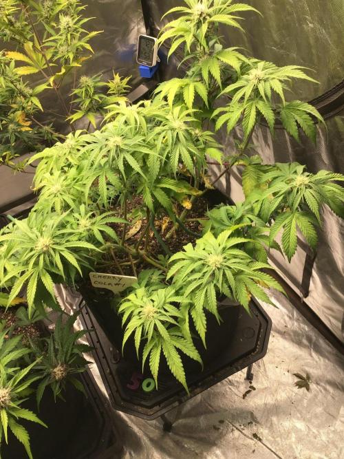 CHERRY COLA #1. Week 9