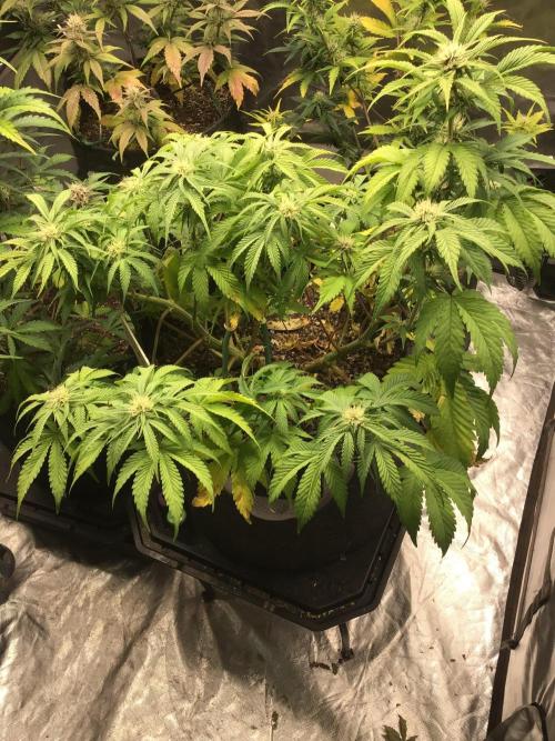 CHERRY COLA #1. Week 9