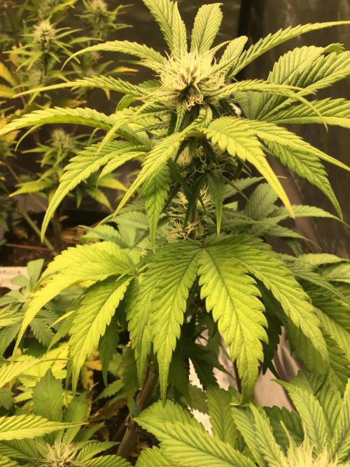 CHERRY COLA #1. Week 9