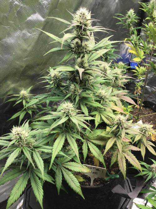 FROST BANGER #1. Week 9