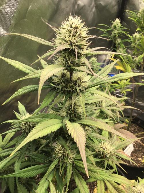 FROST BANGER #1. Week 9
