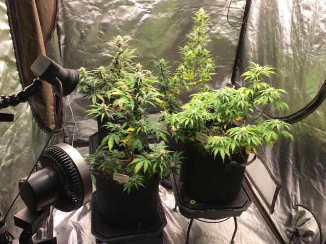 FROST BANGER #1. Week 9