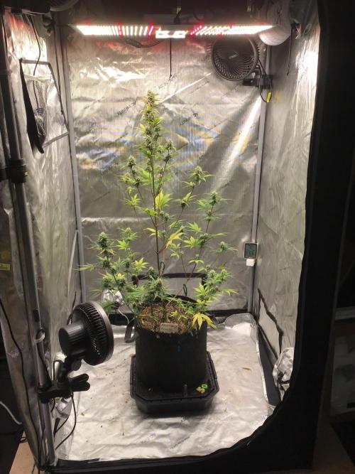 FROST BANGER #2. Week 9