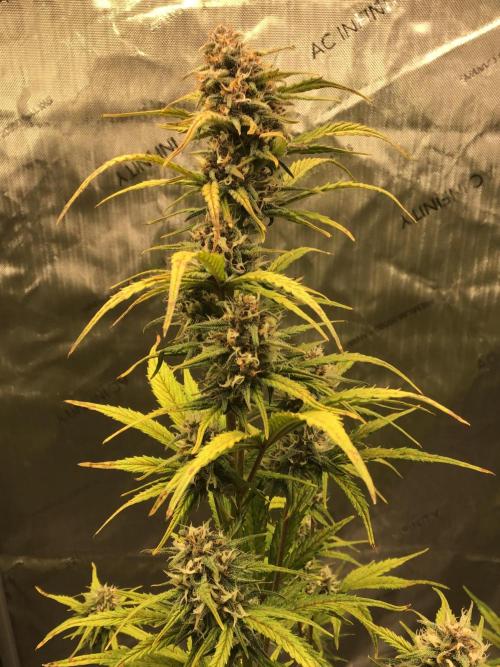 FROST BANGER #2. Week 9