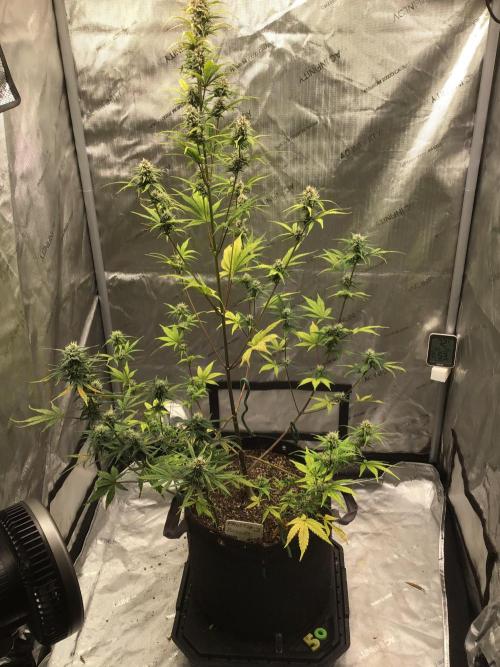 FROST BANGER #2. Week 9