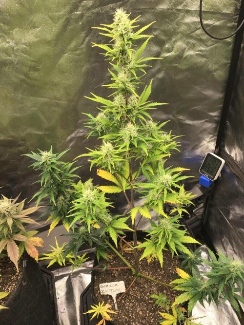 GORILLA ZKITTLES. Week 9