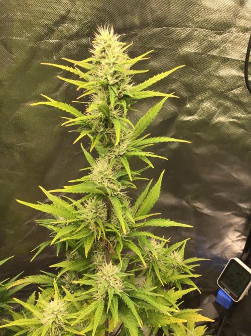 GORILLA ZKITTLES. Week 9