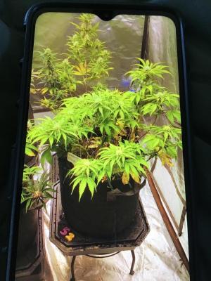 Comment by dawg242 photo #1