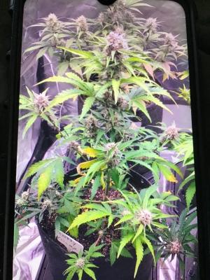 Comment by dawg242 photo #2