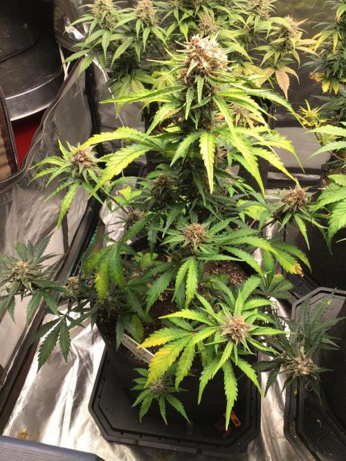 CHERRY COLA #2. Week 10