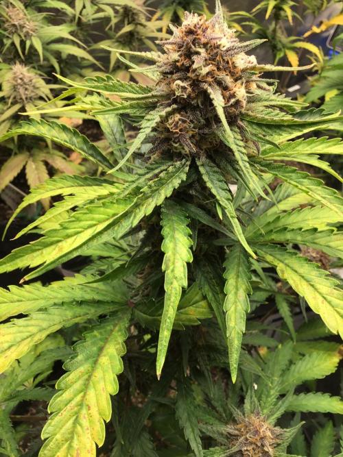 CHERRY COLA #2. Week 10