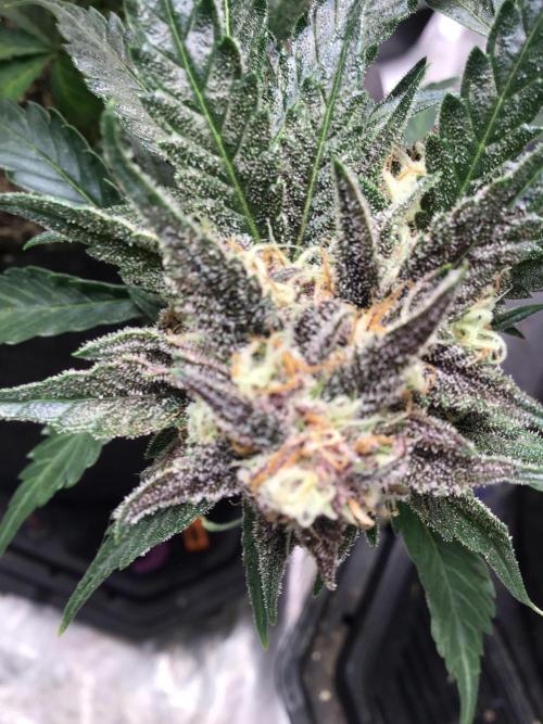 CHERRY COLA #2. Week 10