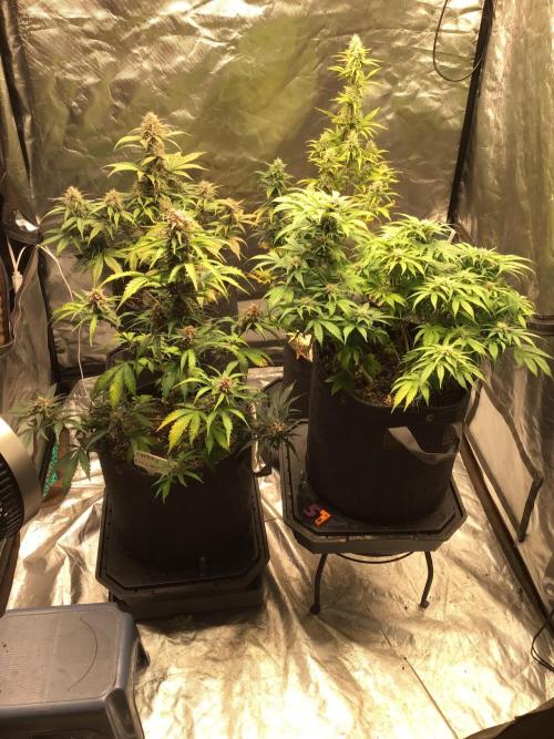CHERRY COLA #2. Week 10