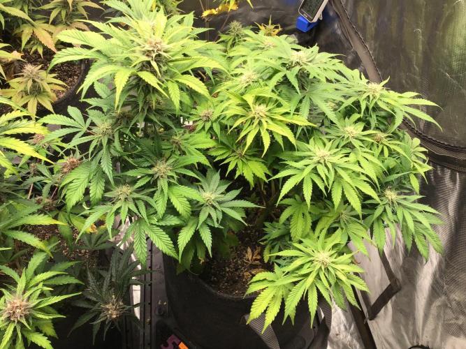 CHERRY COLA #1. Week 10