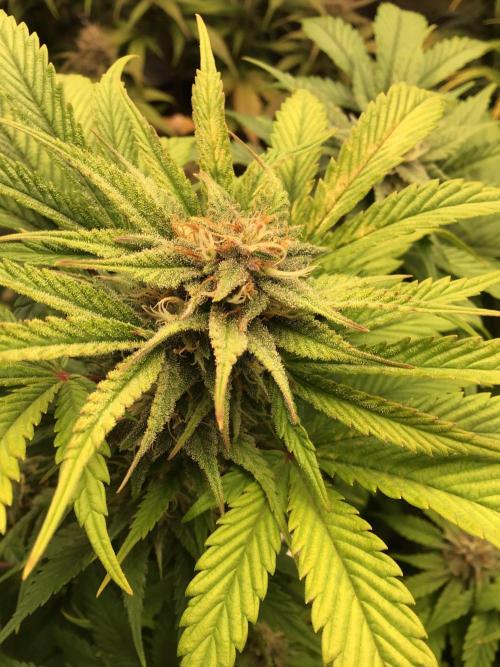 CHERRY COLA #1. Week 10