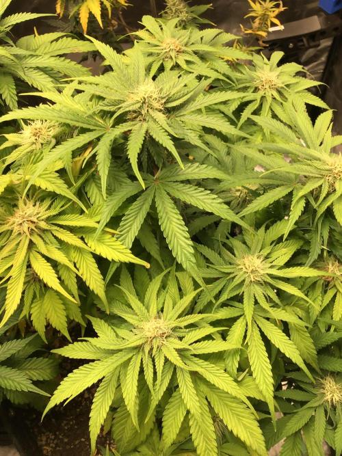 CHERRY COLA #1. Week 10