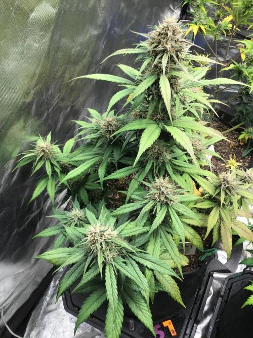 FROST BANGER #1. Week 10