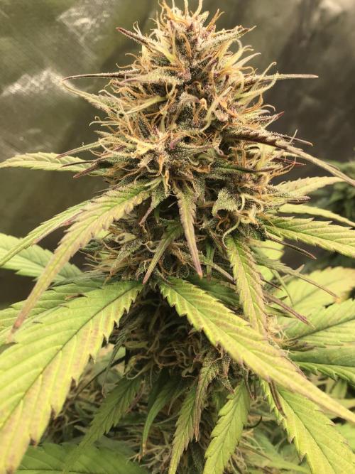 FROST BANGER #1. Week 10