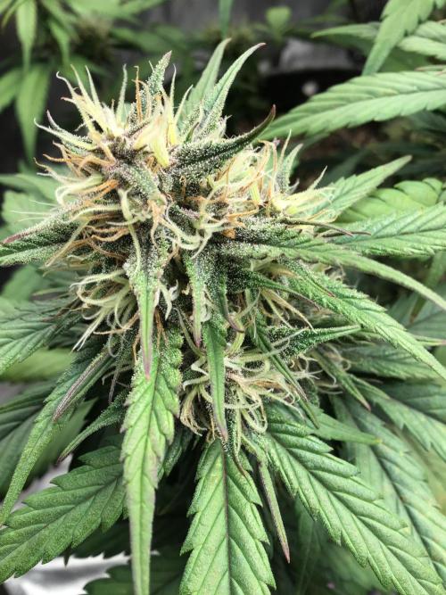 FROST BANGER #1. Week 10