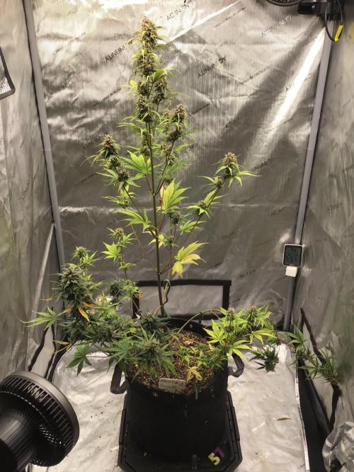 FROST BANGER #2. Week 10