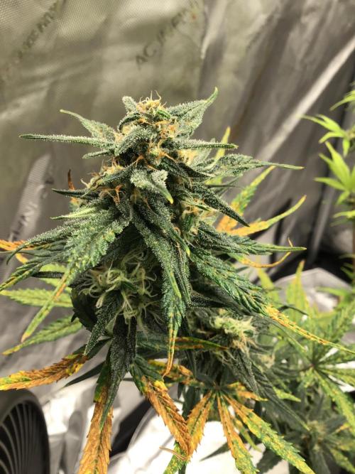 FROST BANGER #2. Week 10