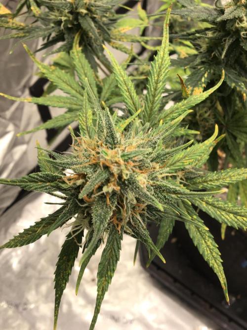FROST BANGER #2. Week 10