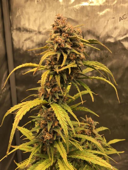 FROST BANGER #2. Week 10