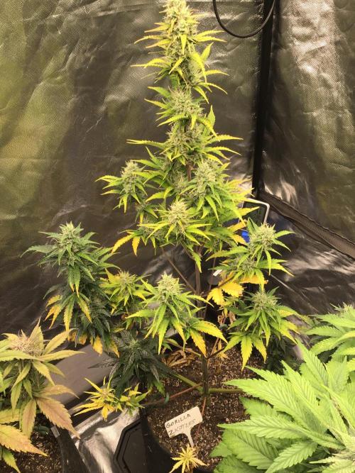 GORILLA ZKITTLES. Week 10