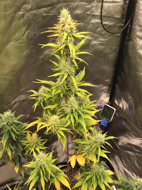 GORILLA ZKITTLES. Week 10