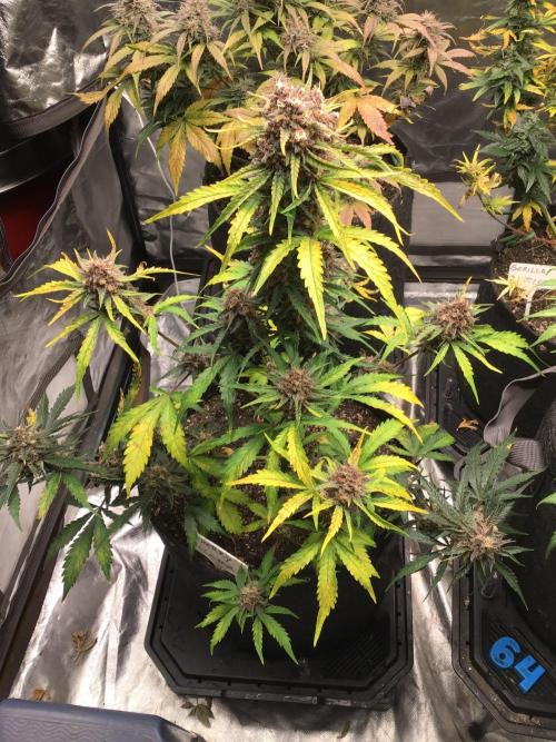 CHERRY COLA #2. Week 11