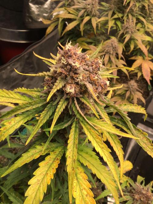 CHERRY COLA #2. Week 11