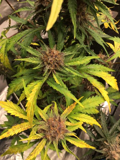 CHERRY COLA #2. Week 11