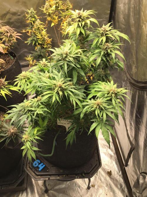 CHERRY COLA #1. Week 11