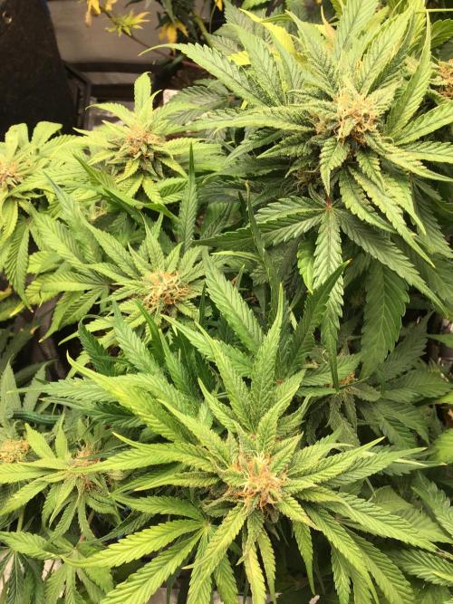 CHERRY COLA #1. Week 11